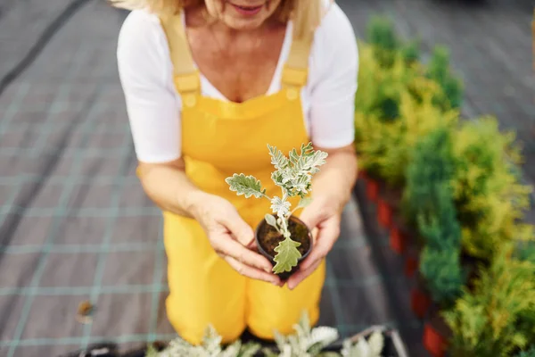 Žluté Uniformě Starší Žena Dne Zahradě Koncepce Rostlin Ročních Období — Stock fotografie