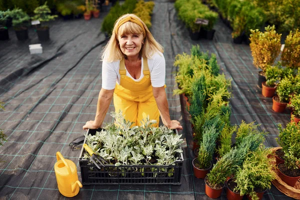 Pracovní Den Žluté Uniformě Starší Žena Dne Zahradě Koncepce Rostlin — Stock fotografie