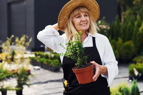 Güzel mevsim. Kıdemli kadın gündüz vakti bahçede olur. Bitki kavramı.