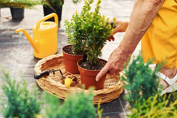 Trabalhando Com Plantas Vasos Senior Mulher Uniforme Amarelo Está Jardim — Fotografia de Stock