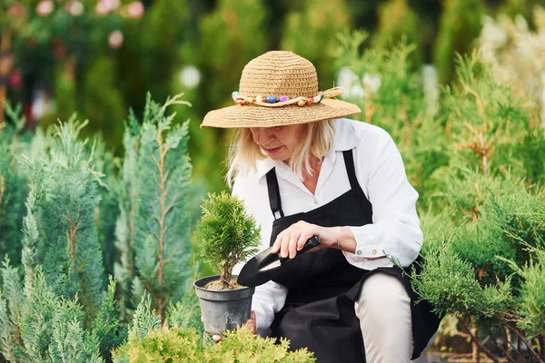 Trávou Ruce Starší Žena Velkém Klobouku Dne Zahradě Koncepce Rostlin — Stock fotografie