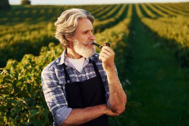 Ayakta ve sigara içerek. Kıdemli stil sahibi, kır saçlı ve sakallı adam tarlada hasatla birlikte..