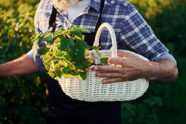 Elinde sepetle. Kıdemli stil sahibi, kır saçlı ve sakallı adam tarlada hasatla birlikte..