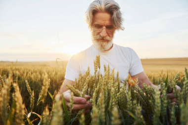Taze hasat gibi görünüyor. Tarlada gri saçlı ve sakallı kıdemli stil sahibi bir adam..