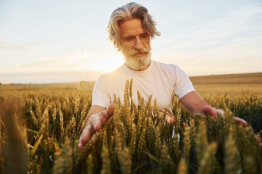 Taze hasat gibi görünüyor. Tarlada gri saçlı ve sakallı kıdemli stil sahibi bir adam..