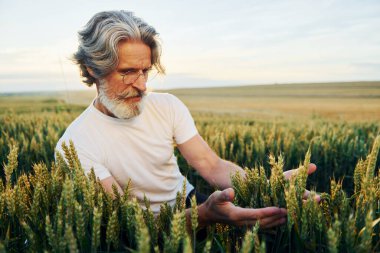 Taze hasat gibi görünüyor. Tarlada gri saçlı ve sakallı kıdemli stil sahibi bir adam..