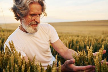 Taze hasat gibi görünüyor. Tarlada gri saçlı ve sakallı kıdemli stil sahibi bir adam..