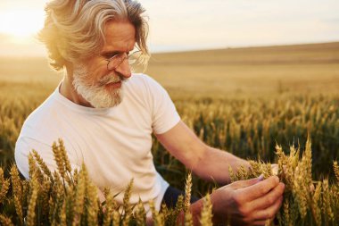 Hasadı ellerinde tutuyorlar. Tarlada gri saçlı ve sakallı kıdemli stil sahibi bir adam..