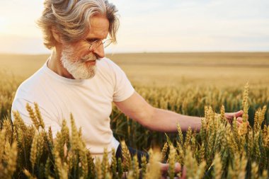 Hasadı ellerinde tutuyorlar. Tarlada gri saçlı ve sakallı kıdemli stil sahibi bir adam..