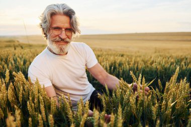 Hasadı ellerinde tutuyorlar. Tarlada gri saçlı ve sakallı kıdemli stil sahibi bir adam..