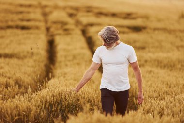 Günlük kıyafetlerle. Kıdemli stil sahibi, kır saçlı ve sakallı adam tarlada hasatla birlikte..