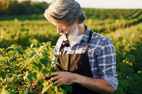 喫煙とベリーを見て 収穫のある農業分野で灰色の髪とひげを持つ上級スタイリッシュな男 — ストック写真
