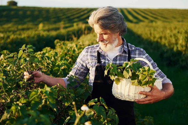 Con Cestino Mano Uomo Anziano Elegante Con Capelli Grigi Barba — Foto Stock