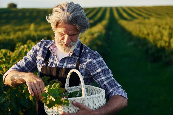 バスケットを手に 収穫のある農業分野で灰色の髪とひげを持つ上級スタイリッシュな男 — ストック写真