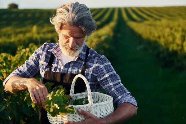 Con Cestino Mano Uomo Anziano Elegante Con Capelli Grigi Barba — Foto Stock