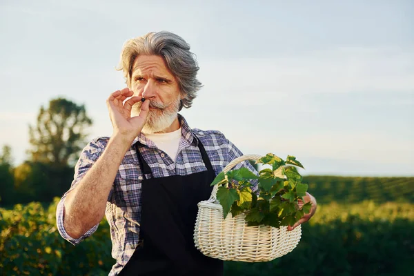 Med Korgen Händerna Senior Snygg Man Med Grått Hår Och — Stockfoto