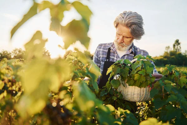 Con Cestino Mano Uomo Anziano Elegante Con Capelli Grigi Barba — Foto Stock