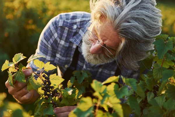 Ora Raccogliere Uomo Anziano Elegante Con Capelli Grigi Barba Sul — Foto Stock