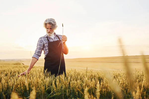 美しい陽射し 収穫のある農業分野で灰色の髪とひげを持つ上級スタイリッシュな男 — ストック写真