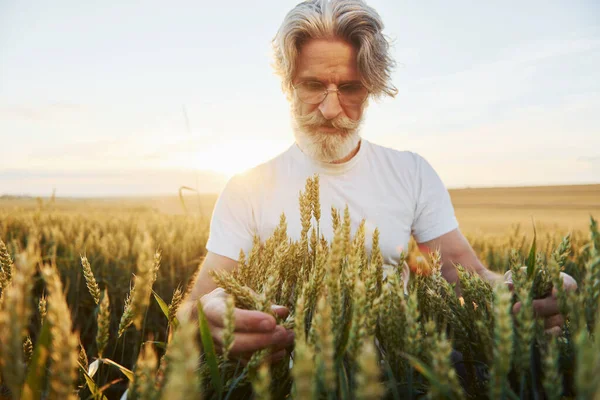 Taze hasat gibi görünüyor. Tarlada gri saçlı ve sakallı kıdemli stil sahibi bir adam..