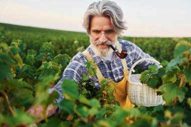 Böğürtlen ve sigara. Sarı üniformalı. Kıdemli stil sahibi, kır saçlı ve sakallı adam tarlada hasatla birlikte..