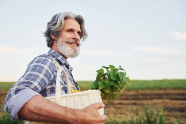 Yan görüş. Sepeti tut. Sarı üniformalı. Kıdemli stil sahibi, kır saçlı ve sakallı adam tarlada hasatla birlikte..