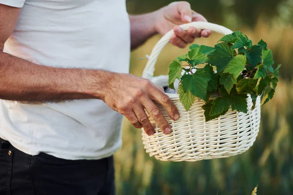 バスケットを持ってる 収穫のある農業分野の上級スタイリッシュな男 — ストック写真