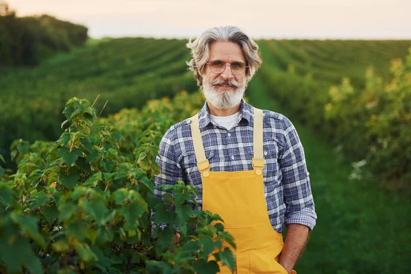 黄色の制服で 収穫のある農業分野で灰色の髪とひげを持つ上級スタイリッシュな男 — ストック写真