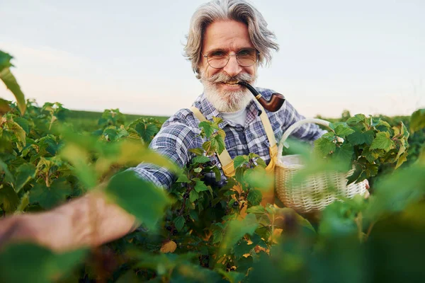 ベリーと喫煙を取る 黄色の制服で 収穫のある農業分野で灰色の髪とひげを持つ上級スタイリッシュな男 — ストック写真