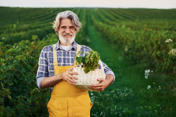 Cesto Contenimento Uniforme Gialla Uomo Anziano Elegante Con Capelli Grigi — Foto Stock