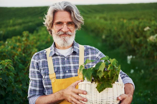 バスケットを持ってる 黄色の制服で 収穫のある農業分野で灰色の髪とひげを持つ上級スタイリッシュな男 — ストック写真