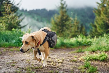 Ormandaki köpek doğa arka planında