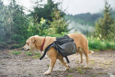 Ormandaki köpek doğa arka planında