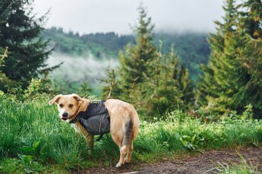 Ormandaki köpek doğa arka planında