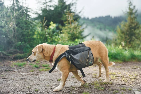 Cane Nella Foresta Sullo Sfondo Della Natura — Foto Stock