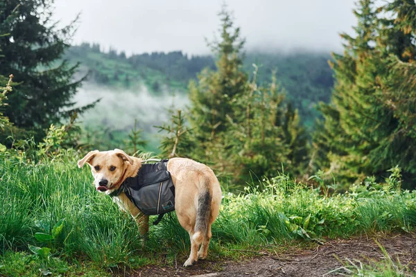 Pes Lese Přírodním Pozadí — Stock fotografie