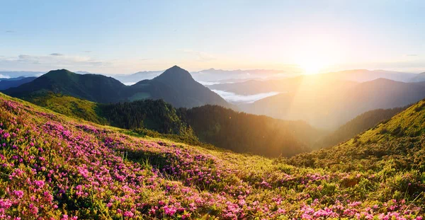 Красивый Горный Пейзаж Цветами Горами — стоковое фото