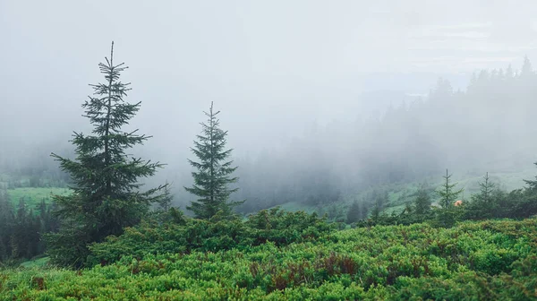 Brouillard Matin Brumeux Dans Forêt Sur Fond Nature — Photo