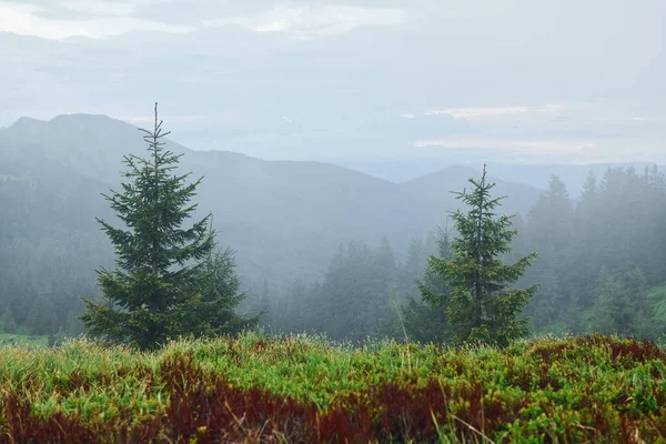 Beau Paysage Avec Une Forêt Montagne — Photo