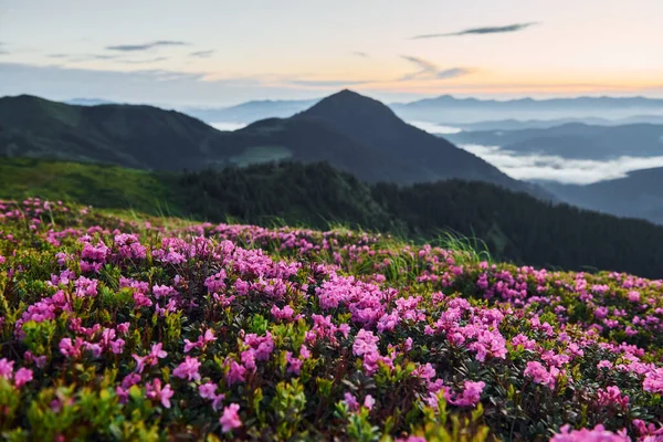 Красивые Цветы Горах Фоне Природы — стоковое фото