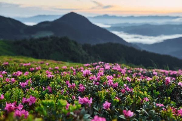 Hermosas Flores Las Montañas Fondo Naturaleza — Foto de Stock