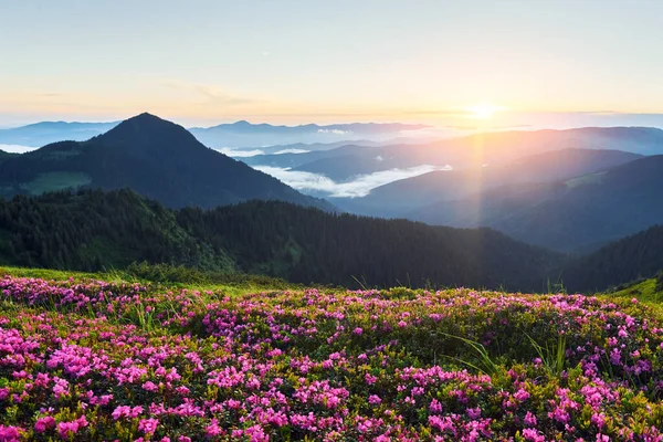 Beautiful Flowers Mountains Nature Background — Stock Photo, Image