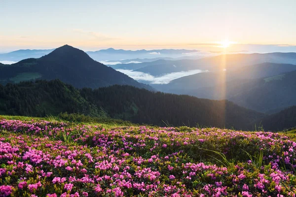Dağlarda güzel çiçekler doğa arka planında