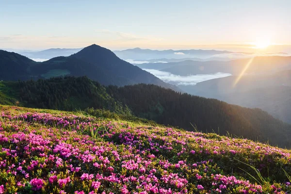 Dağlarda güzel çiçekler doğa arka planında