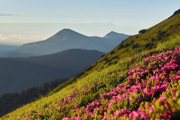 Smukke Blomster Bjergene Naturen Baggrund - Stock-foto