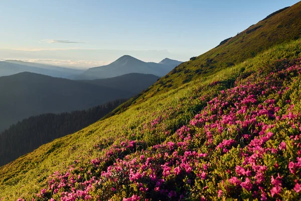 山上美丽的花朵 在大自然的衬托下 — 图库照片