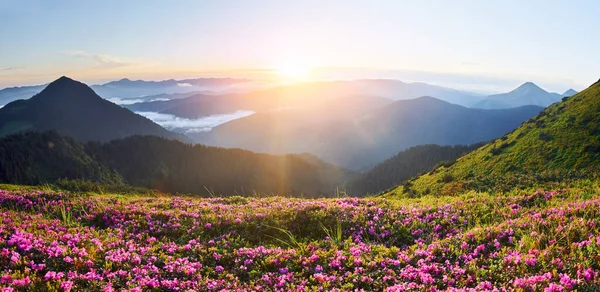 Çiçekleri ve dağları olan güzel dağ manzarası