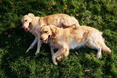 Çimlere uzanmak. İki güzel Golden Retriever köpeği parkta birlikte yürüyorlar..