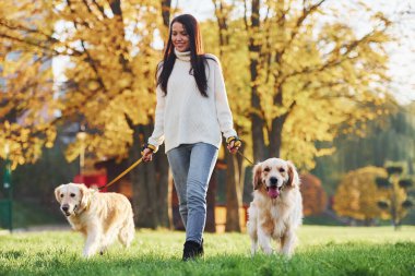 Esmer, gündüz vakti iki Golden Retriever köpeğiyle parkta yürür..