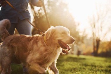 İnanılmaz güneş ışığı. Kadın parkta iki Golden Retriever köpeğiyle yürüyüşe çıktı..